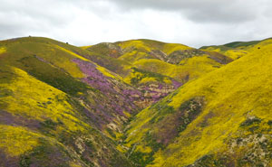 SLO Carizo Plain
